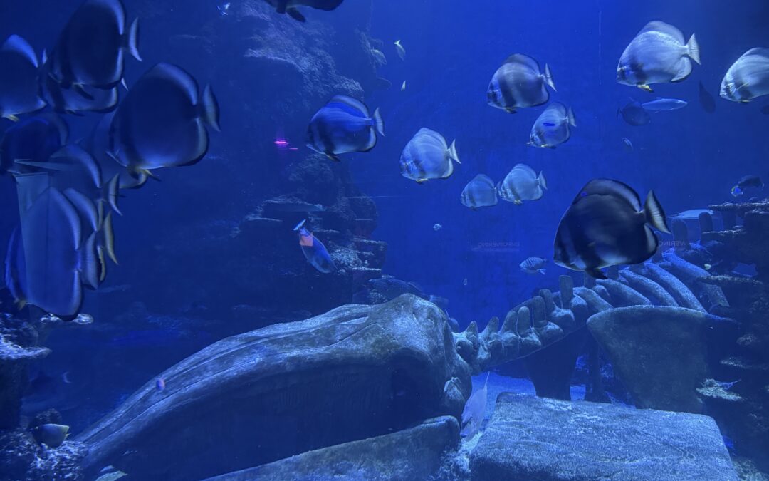 LISW25 – Huge Success