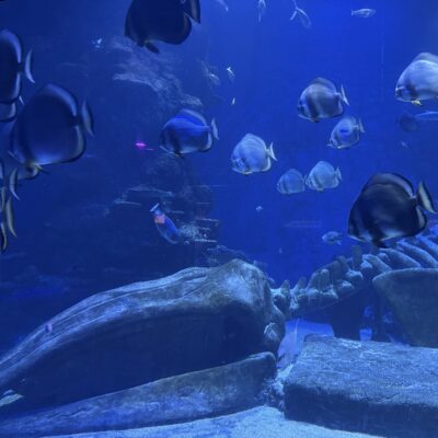 LISW25 – Huge Success